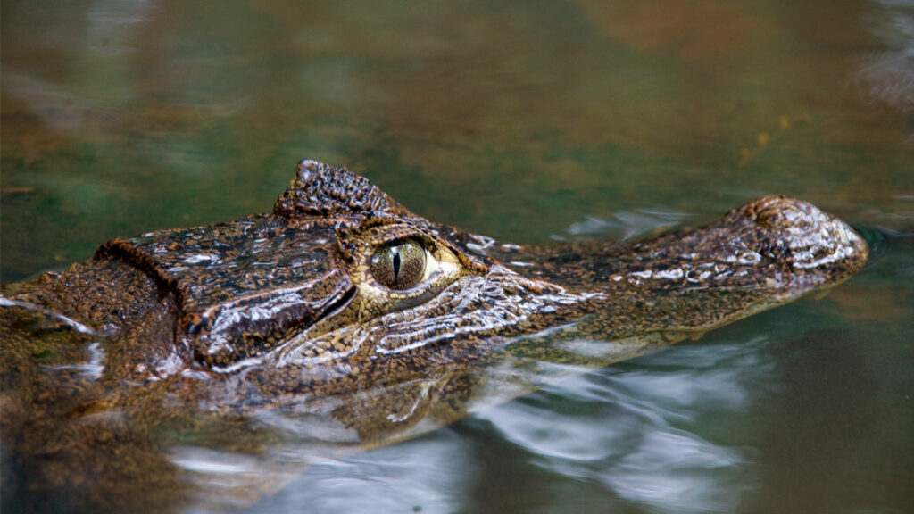 lágrimas de cocodrilo